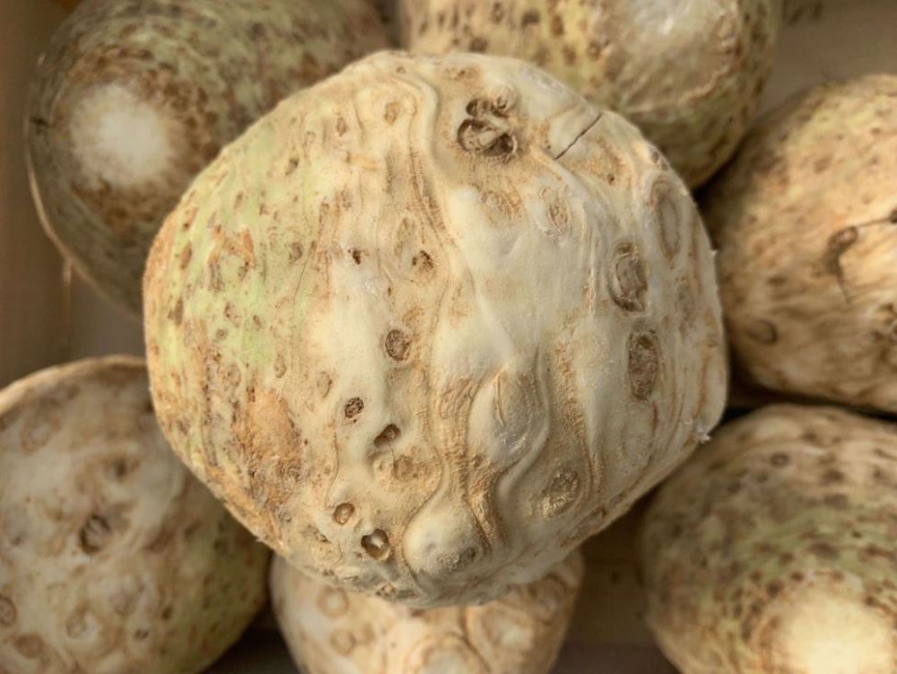 Celeriac (Netherlands)