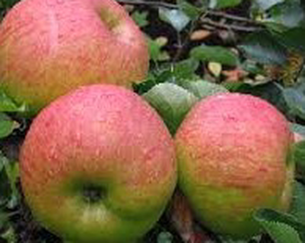 Bramley apples