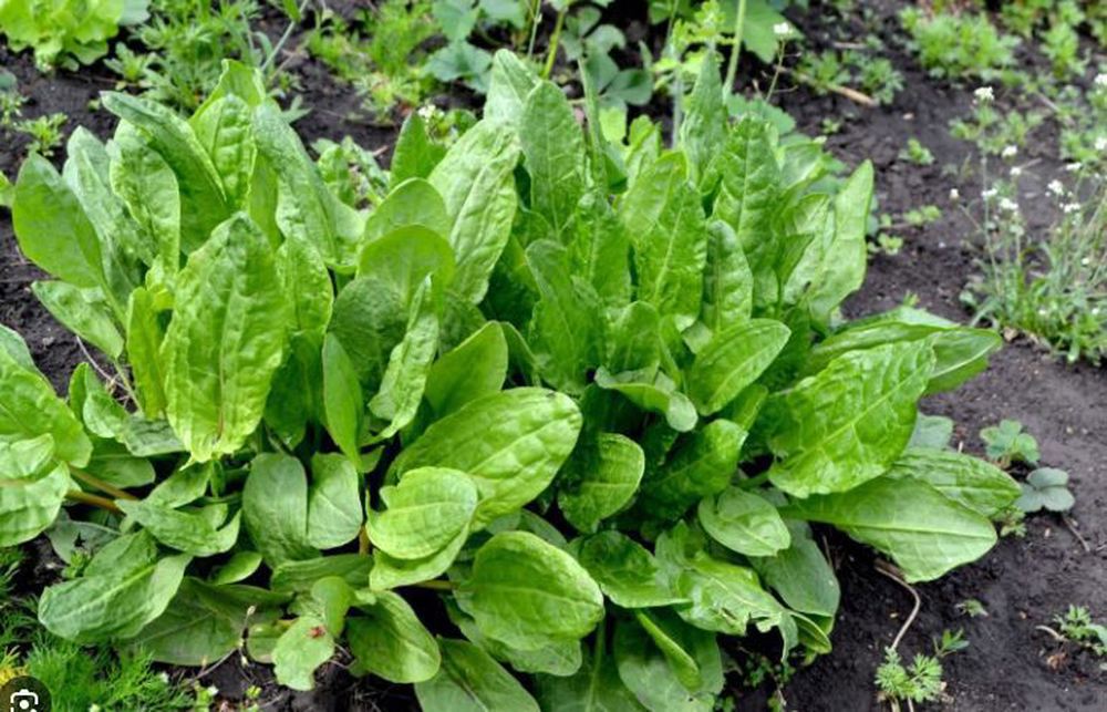 Herbs - Sorrel Fresh SCOT