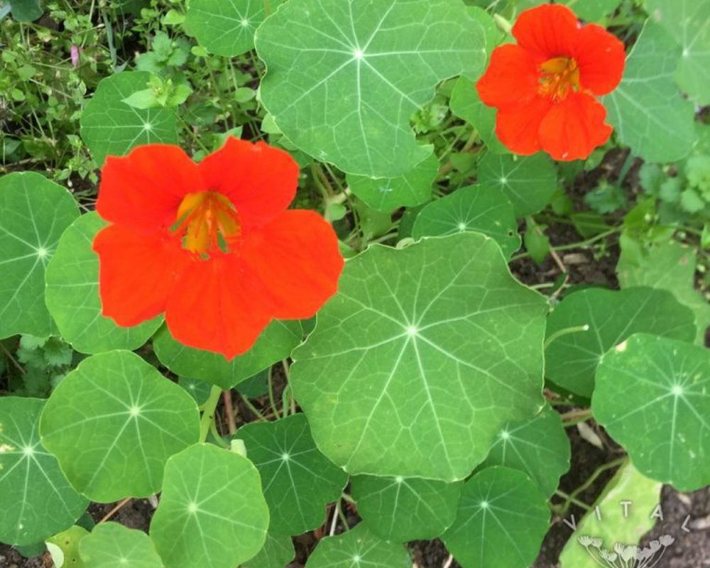 Nasturtium - trailing