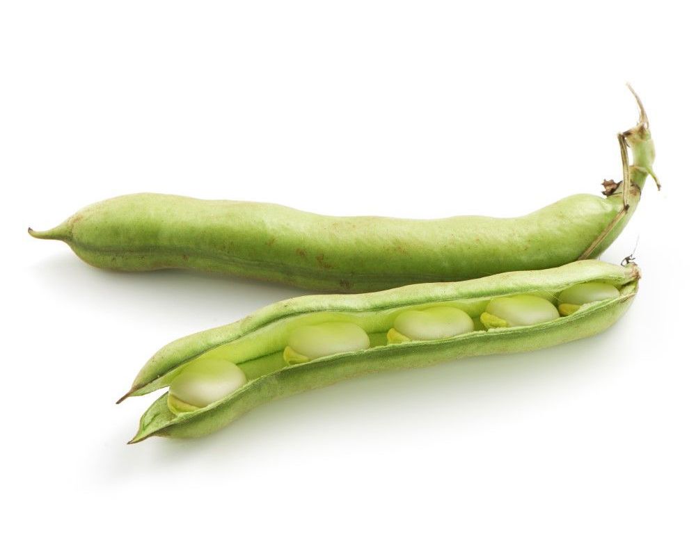 Bean: Broad