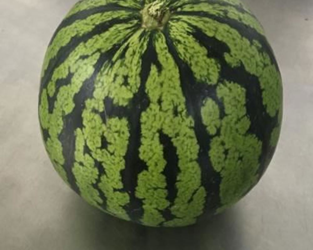 Watermelon Mini - Organic ESP