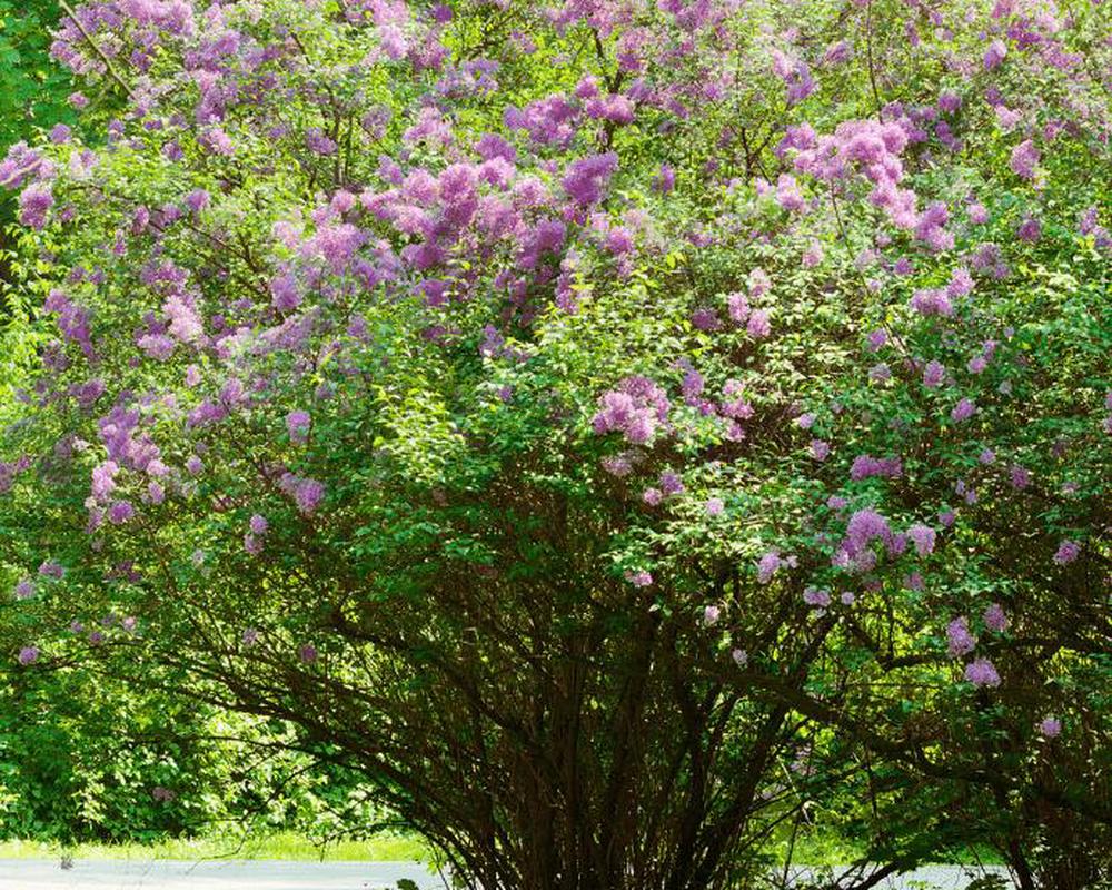 Lilac - Common, shrub form