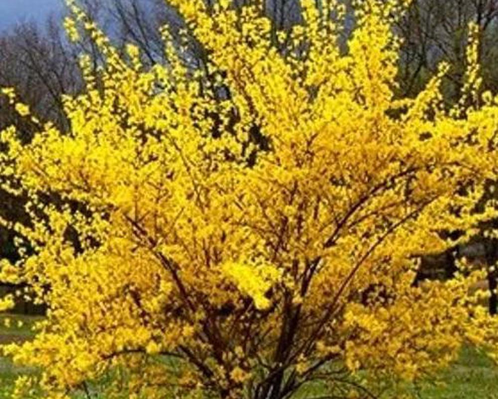 Forsythia