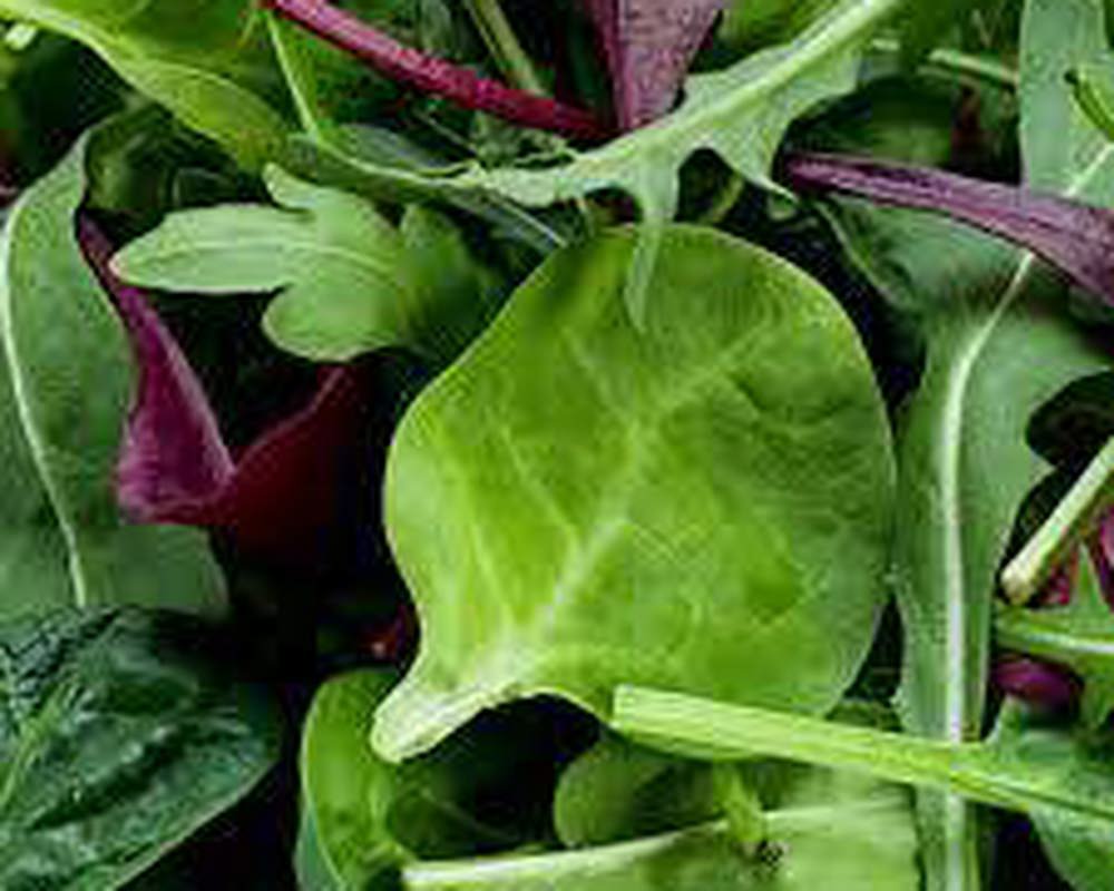 Salad mix - Lettuce, Dill, True Spinach