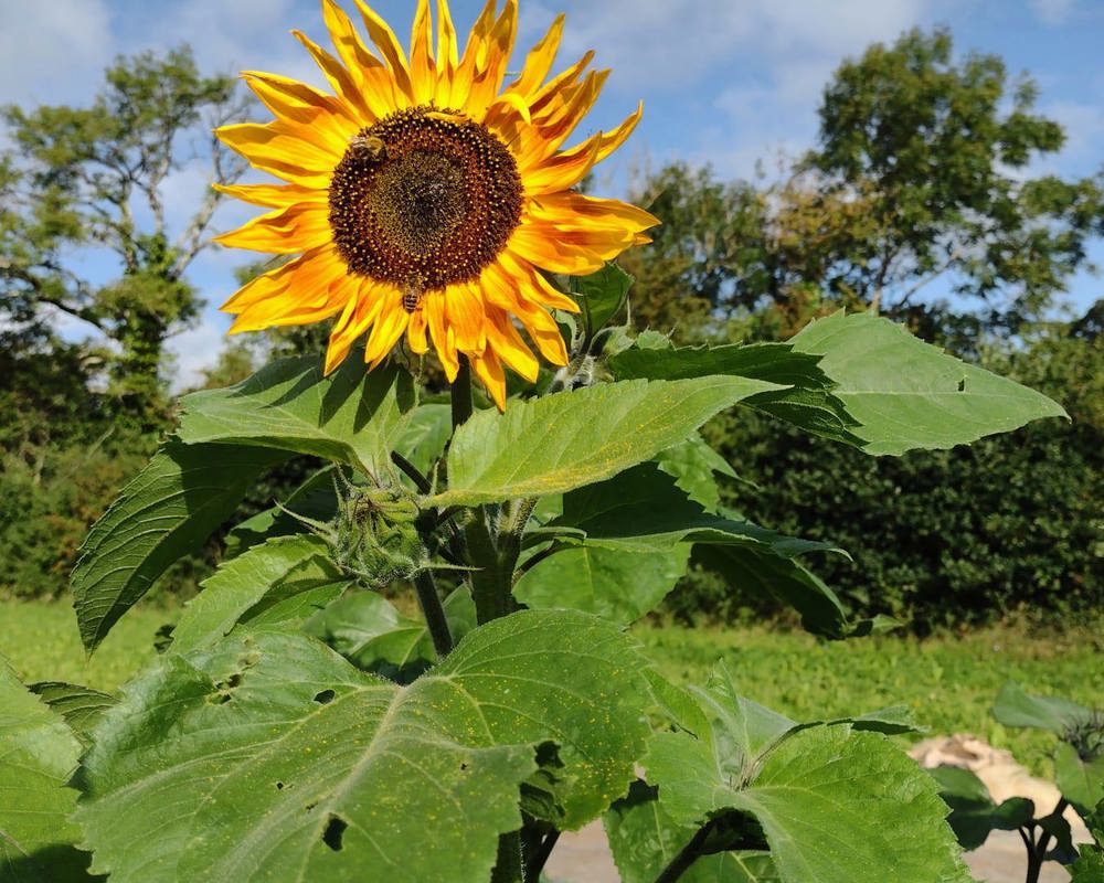 Sunflower Bunch