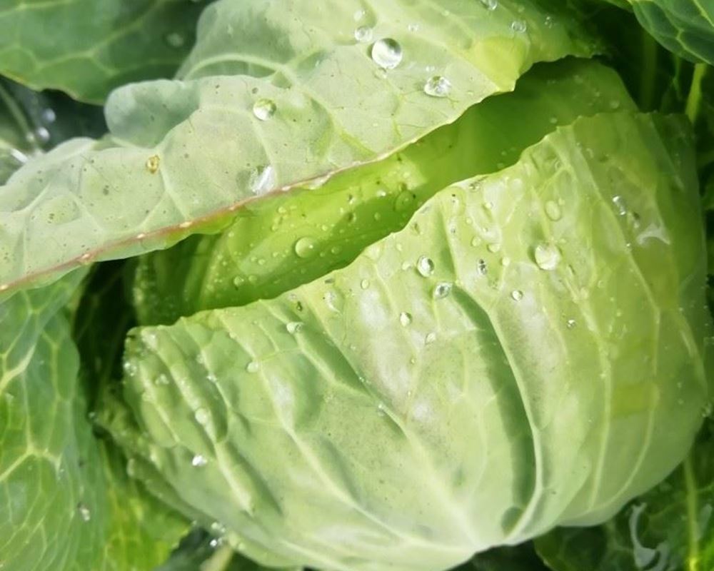 Cabbage- Summer