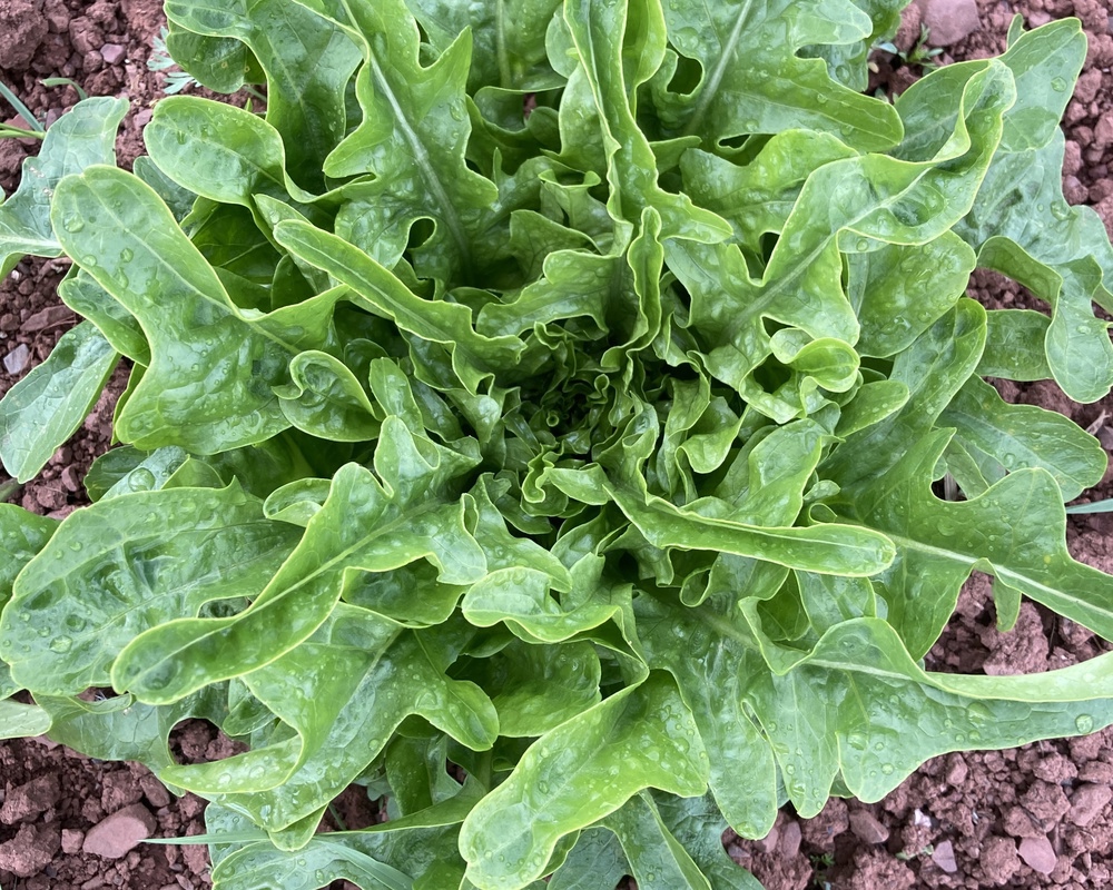 Lettuce Cerbiatta - Organic