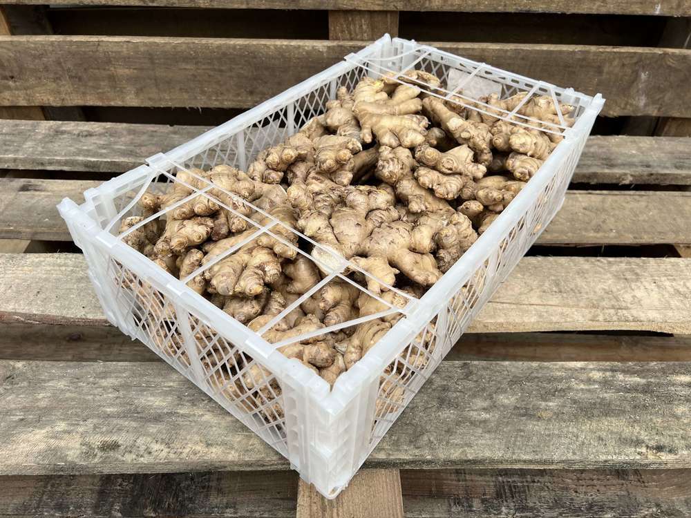 Organic Ginger