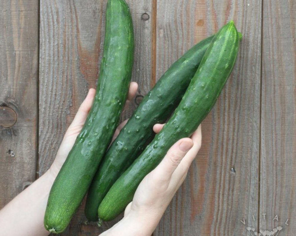 Cucumber (Shintokiwa)