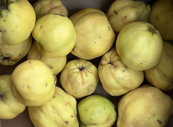 Quince (Spain)