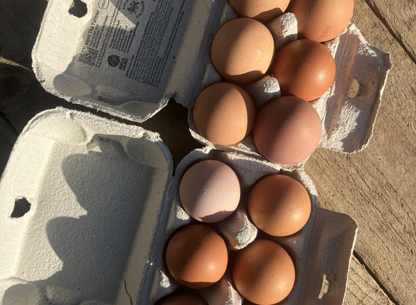 Eggs Dozen