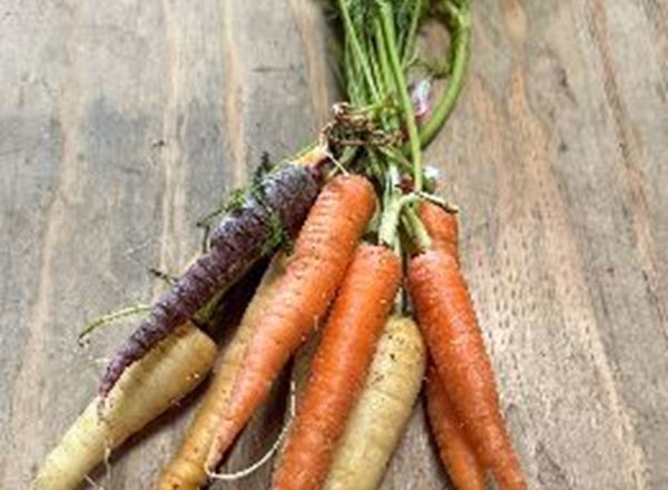 Carrots - Rainbow, Bunched (Suffolk, UK)