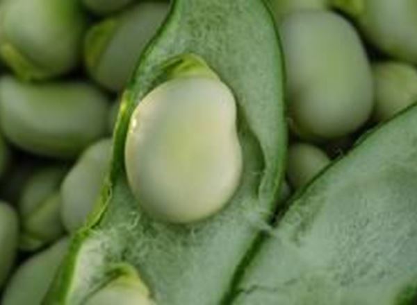 Broad Beans (Own Grown)