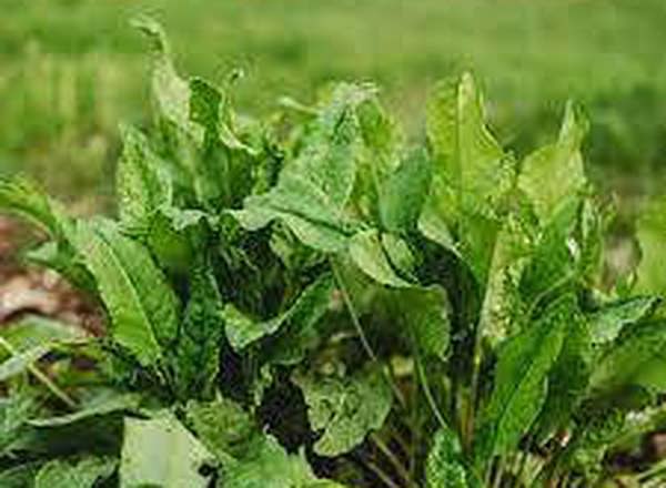 Sorrell, British organic