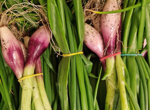Local Spring Onions