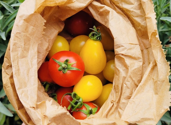 ORGANIC SEP OFFER - Organic Tomatoes from Regather Farm (300g)