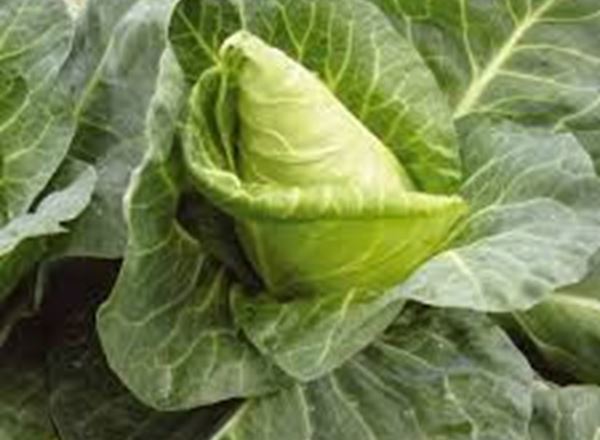 Cabbage - Pointed (Italy)