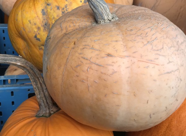 Pumpkin Halloween Xtra Large