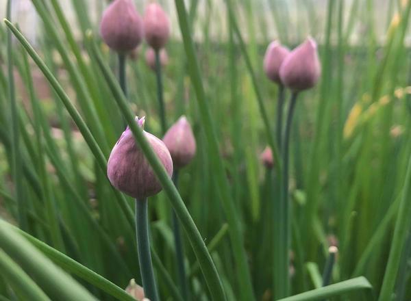 Large bunch of Chives and Parsley