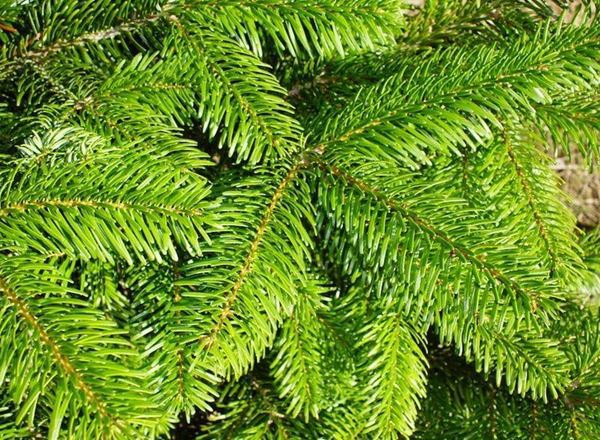 Christmas Tree Nordmann Fir 3-4ft - Organic