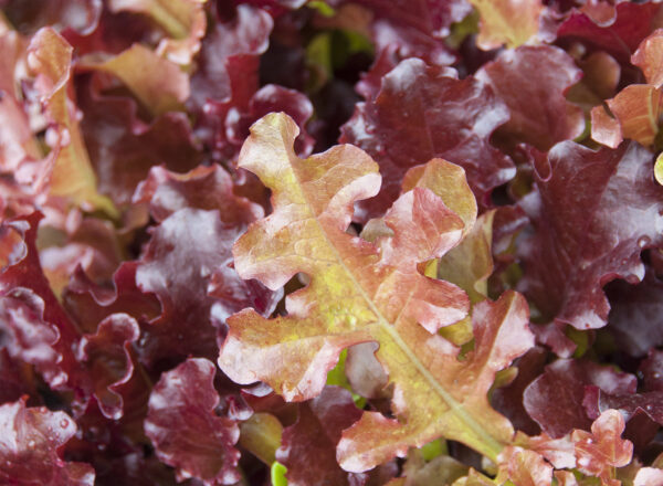 Lettuce: Oakleaf Red