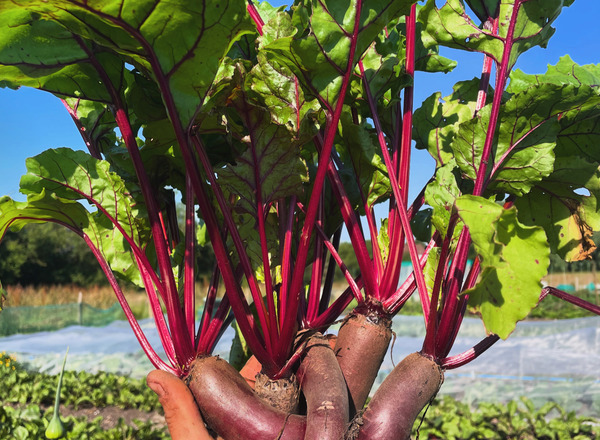 Red beetroot