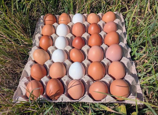 30 Organic Pullet Eggs