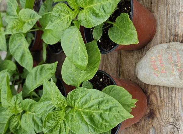 ( Potted x1) Chilli - Chocolate Habanero - Medium(Own Grown)