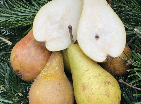 Pear - Conference approx 250g - Organic