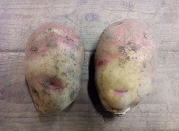 Potatoes, 2 x Baking