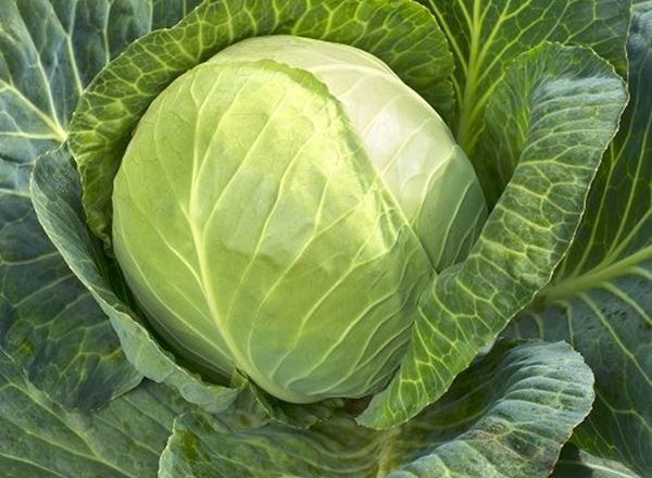 Cabbage - Tundra Organic