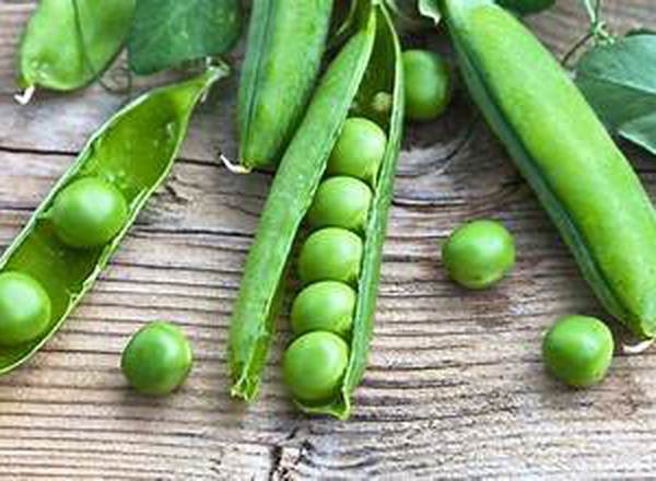 Garden Peas