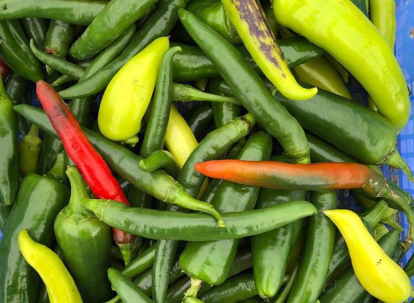 Chilli - Mix (Own Grown)
