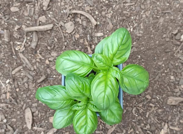 Basil plant