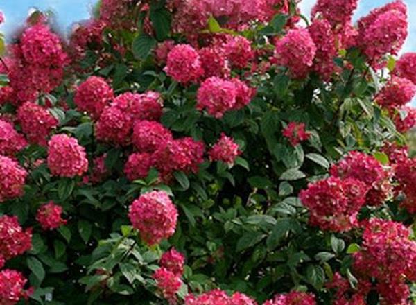Hydrangea - Paniculata