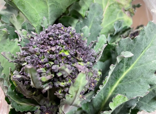 Broccoli Purple Sprouting 250g
