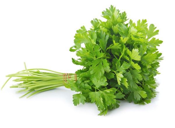 Oregano - Fresh