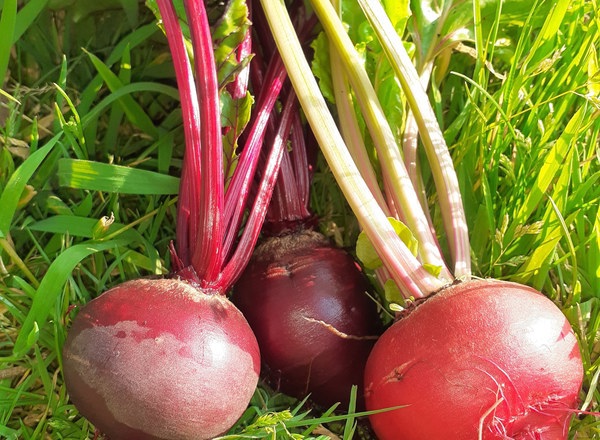 Beetroot