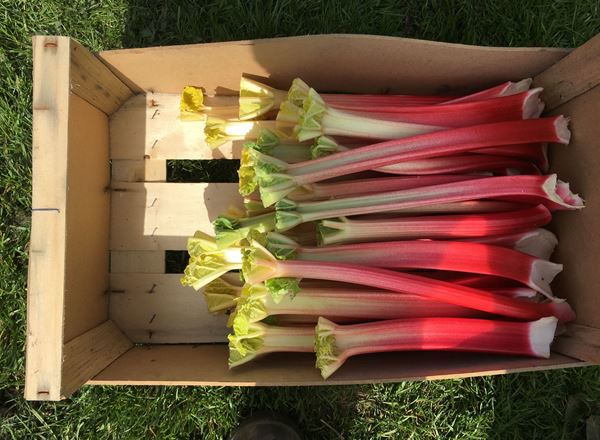 Rhubarb - 500g - Organic