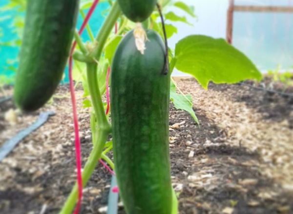 Cucumber, medium - Each