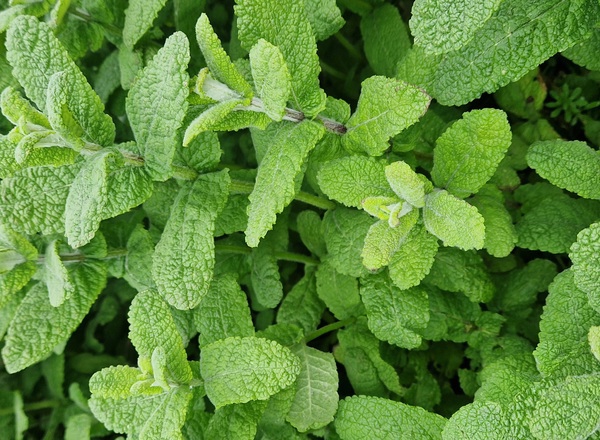 Fresh Herbal Tea - Apple Mint