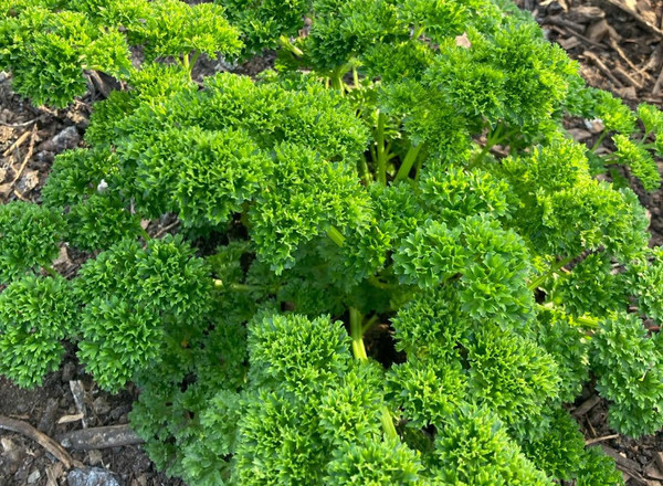 Curly Parsley