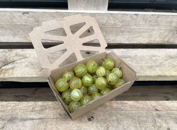 Gooseberries: Green/Red