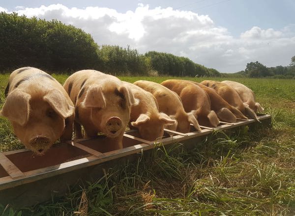 Organic Pork Stock Bones - approx 1kg (frozen)