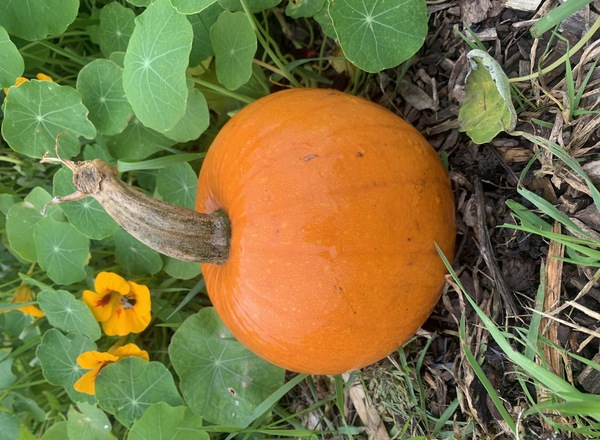 Organic Pumpkin