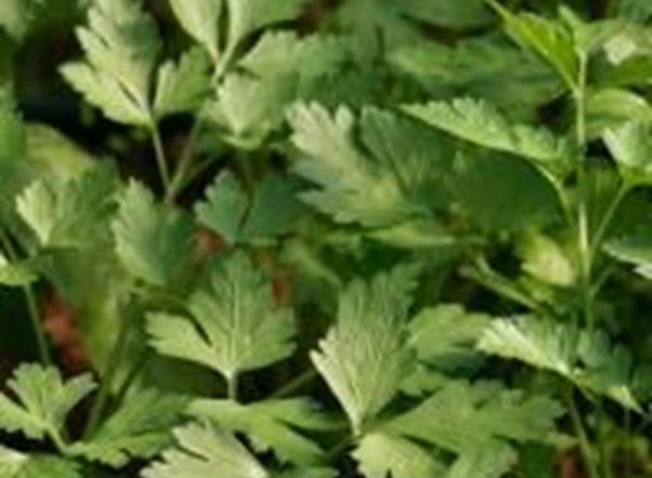 Parsley - Flat Leaved 50g