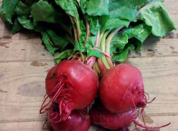 Beetroot Chioggia - Bunch