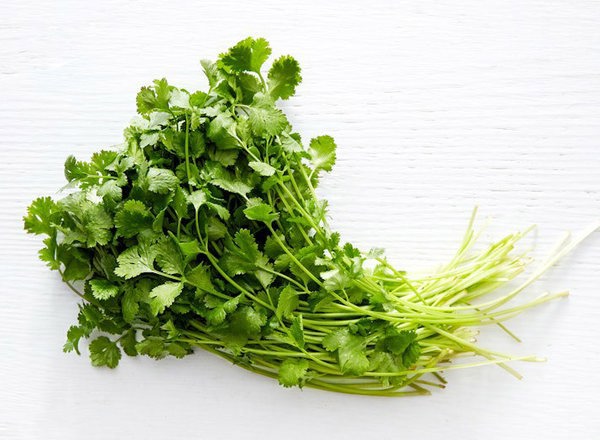 Coriander Bunch