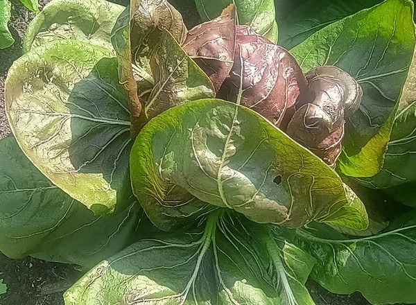 Lettuce - Treviso (each) (Own Grown)